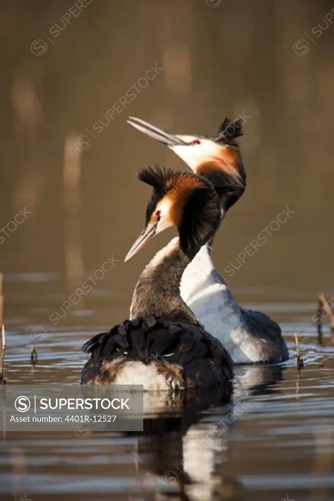 Great crested grebes in pond