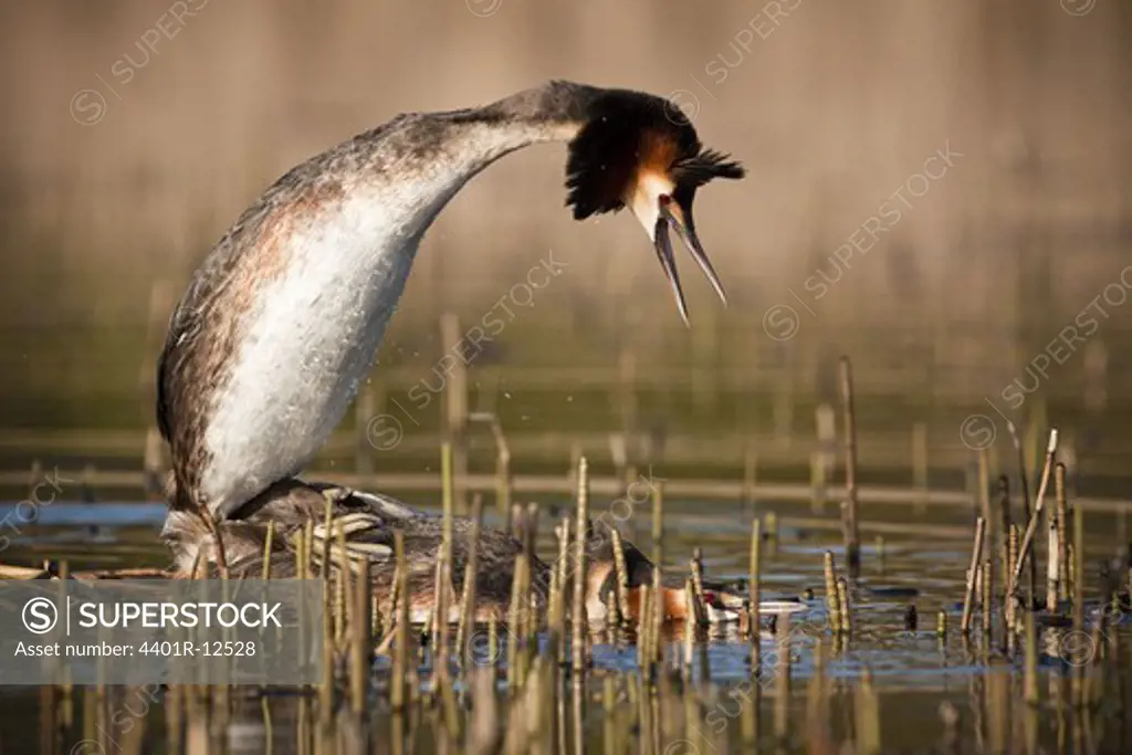 Great crested grebe mating in pond