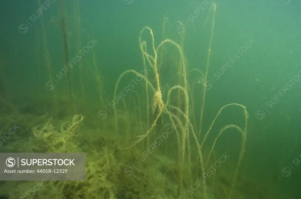 Algae underwater