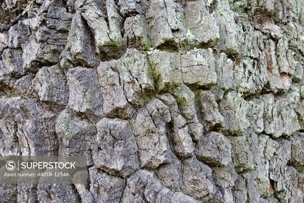 Textured bark of deciduous tree
