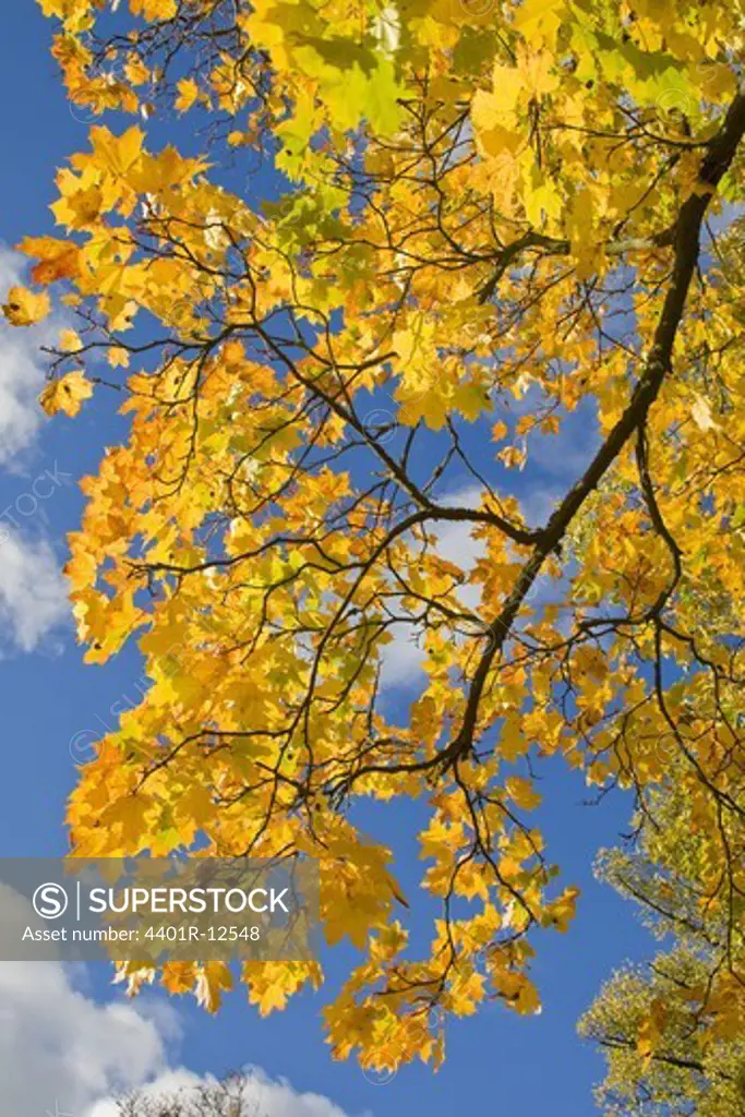 Tree with autumn leaves against sky