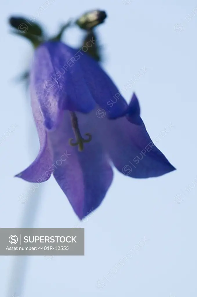 Bluebell flower against blue sky