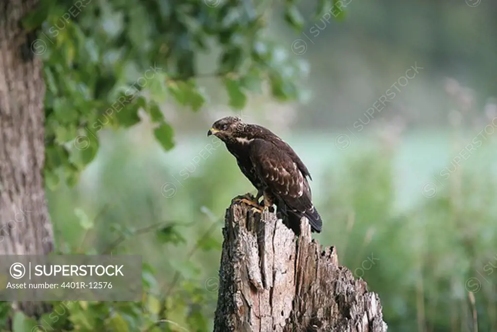 Honey buzzard bird perching on tree stump
