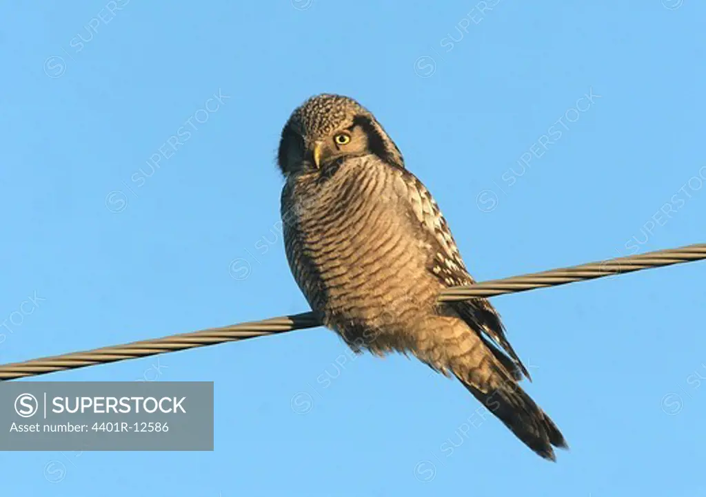 Hawk perching on electric cable