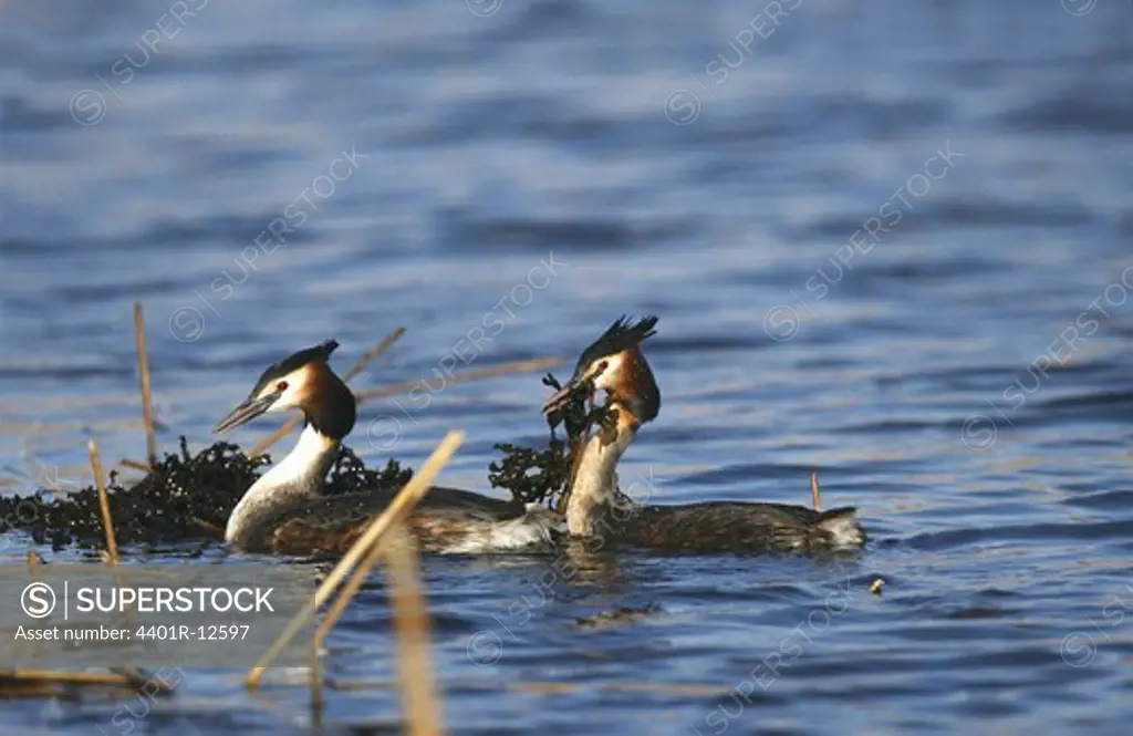 Two birds swimming in water