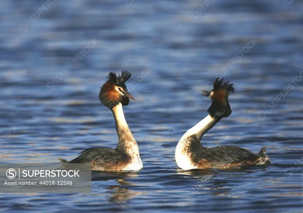 Two great chested grebes swimming in lake