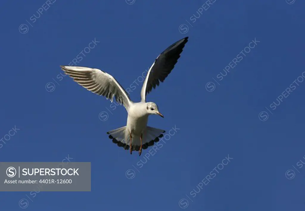 Bird flying , low angle view