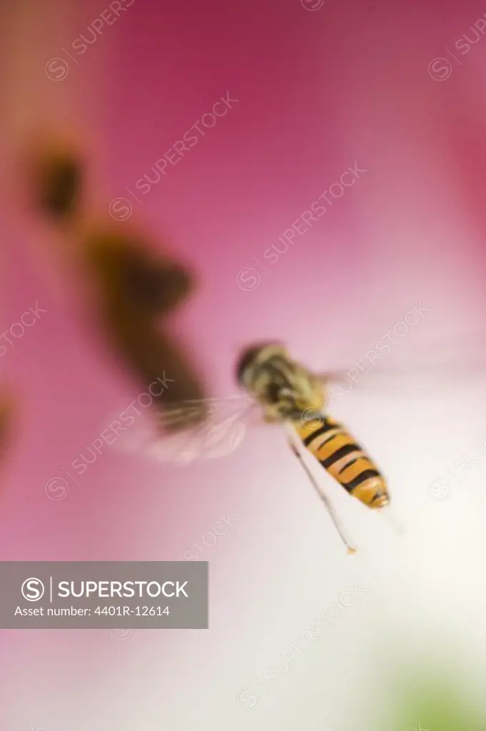Hoverfly on stamen of pink flower