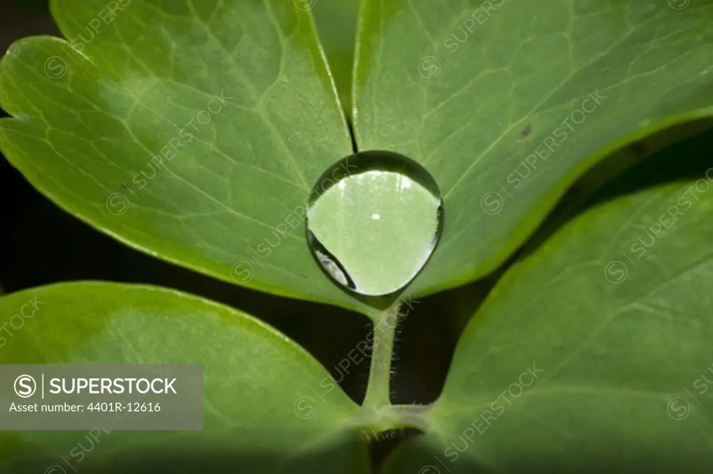 Water drop on leaf, extreme close-up