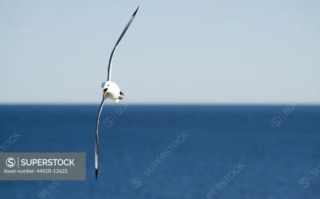 Seagull mid air