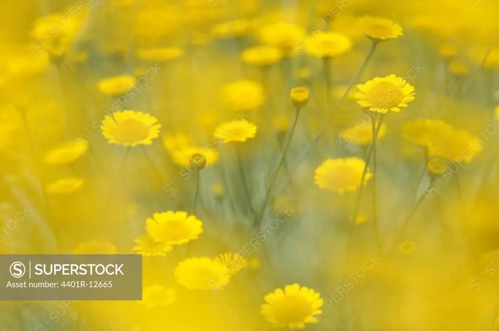 Scandinavia, Sweden, Vastergotland, Yellow flowers in garden