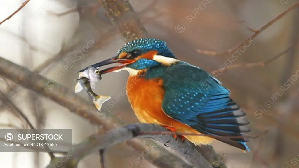 Kingfisher with prey perching on branch
