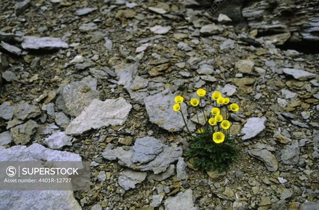 Flowering plant on rocky landscape