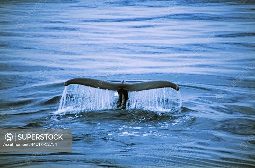 Humpback whales tail above water