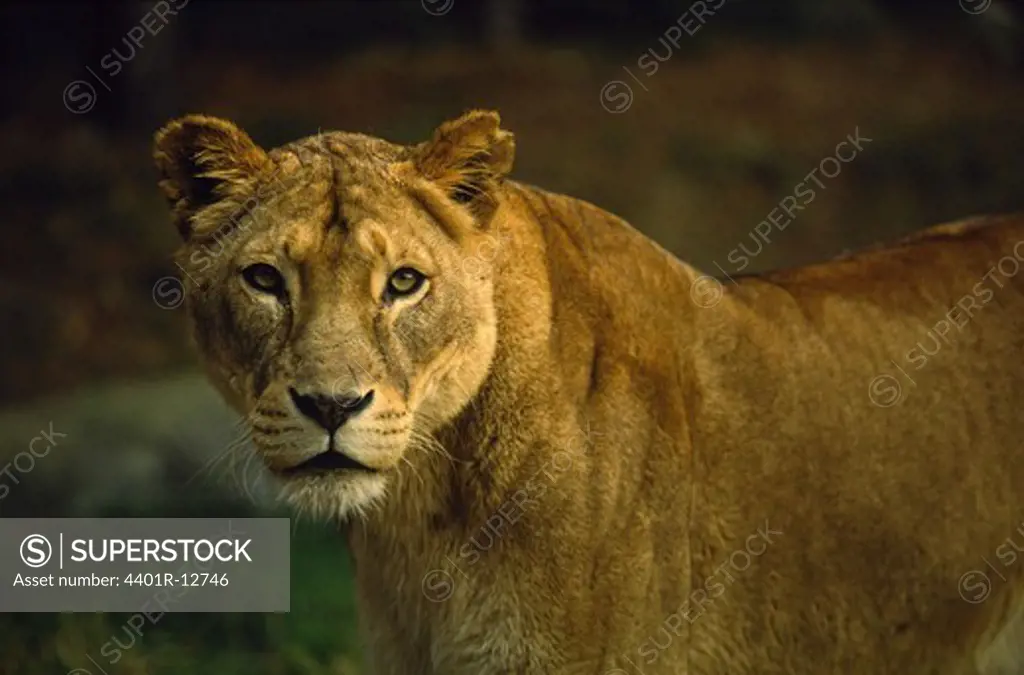 Close-up of lion in zoo