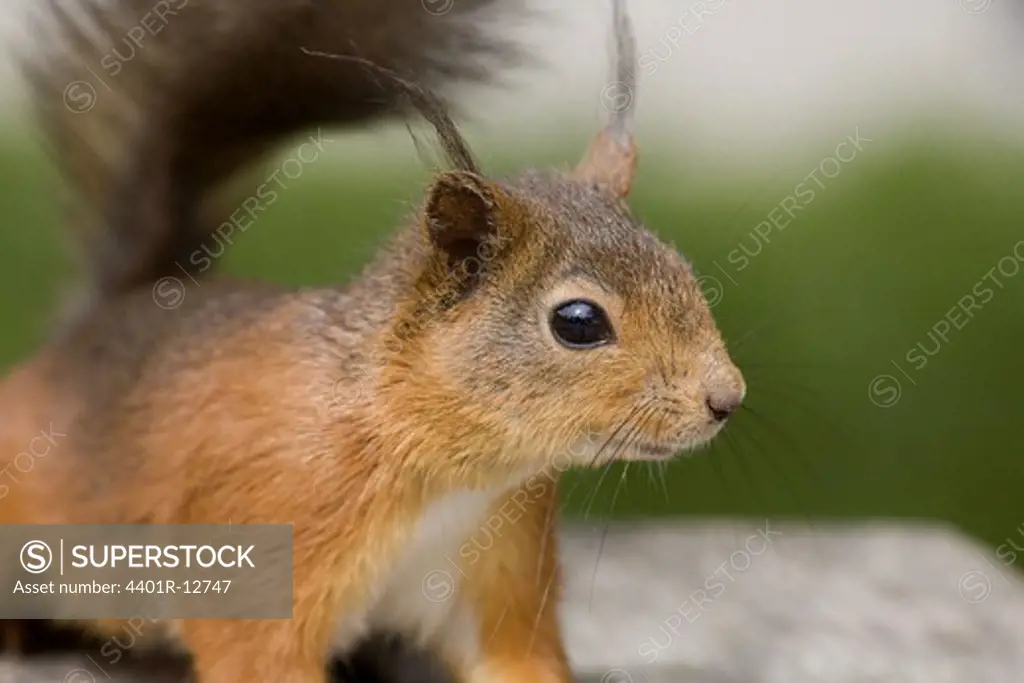 Close-up of eurasian red squirrel