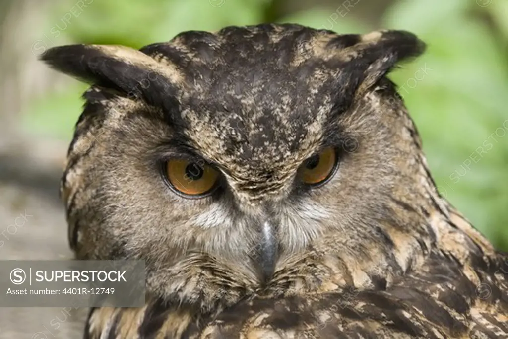 Close-up of head of eagle owl