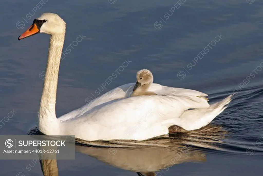 Close-up of cygnet on back of mute swan