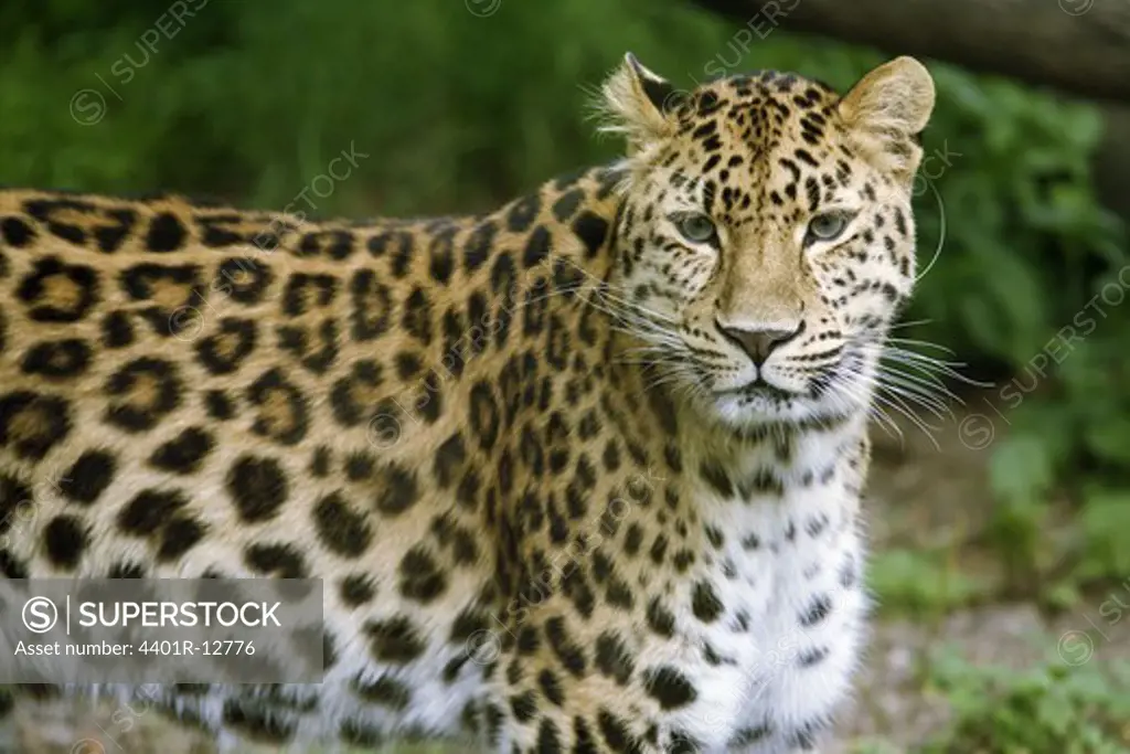 Leopard in zoo