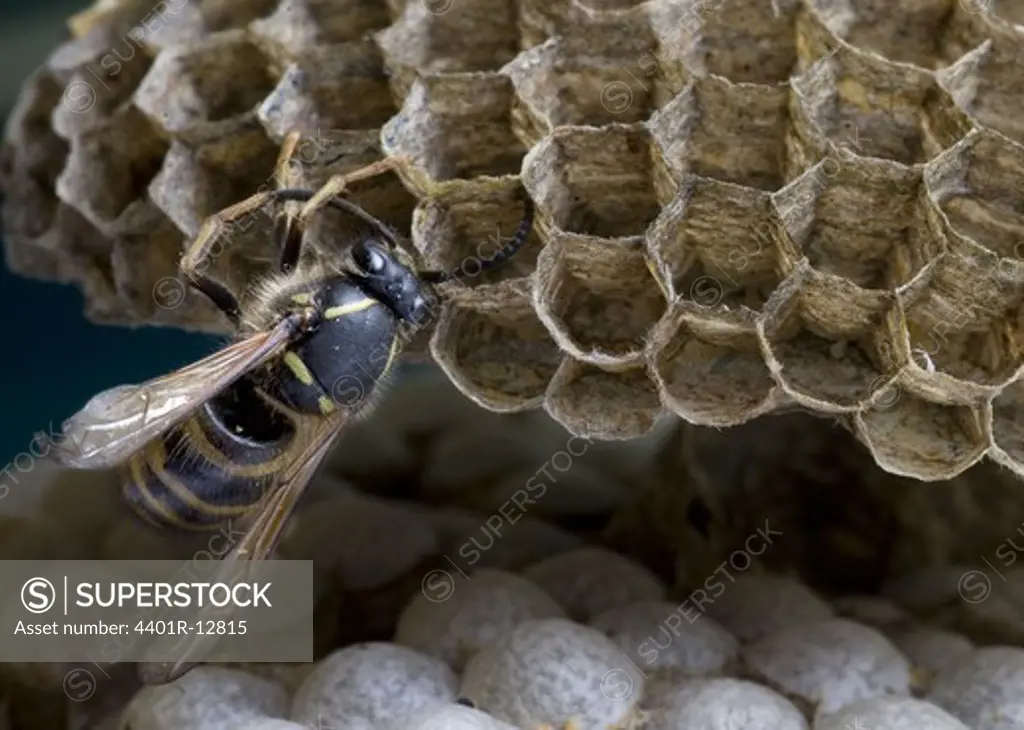 Close-up of wasp in wasps nest