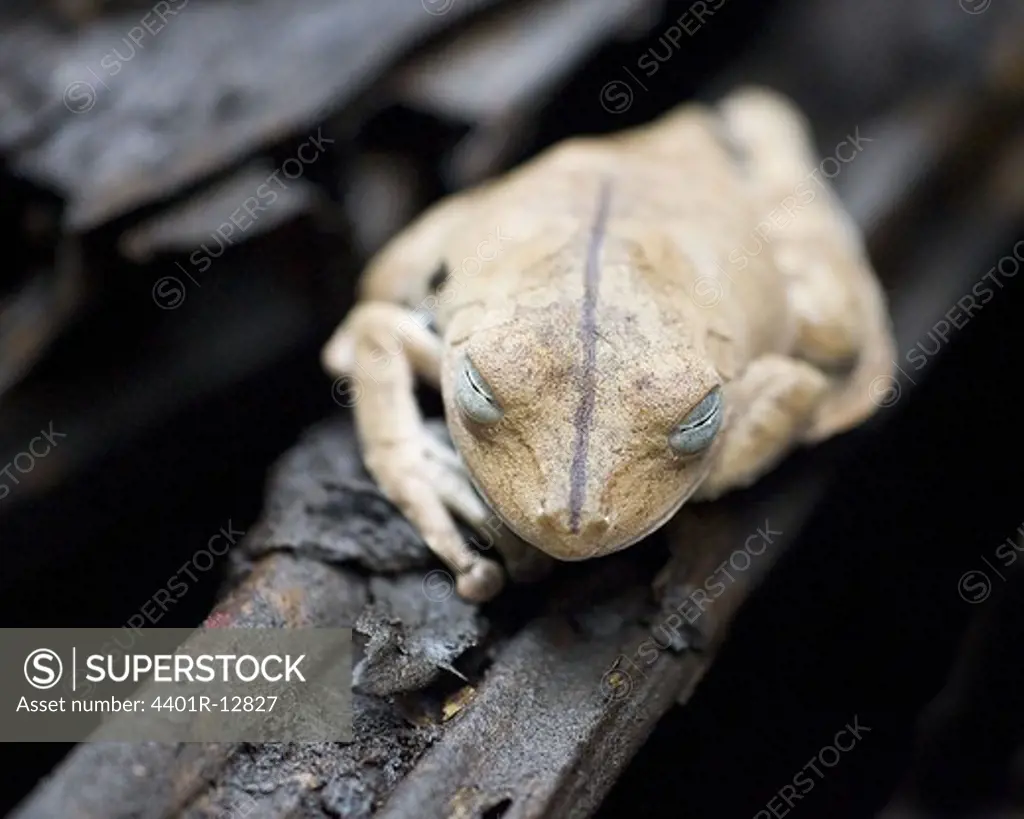 Frog on branch, close-up