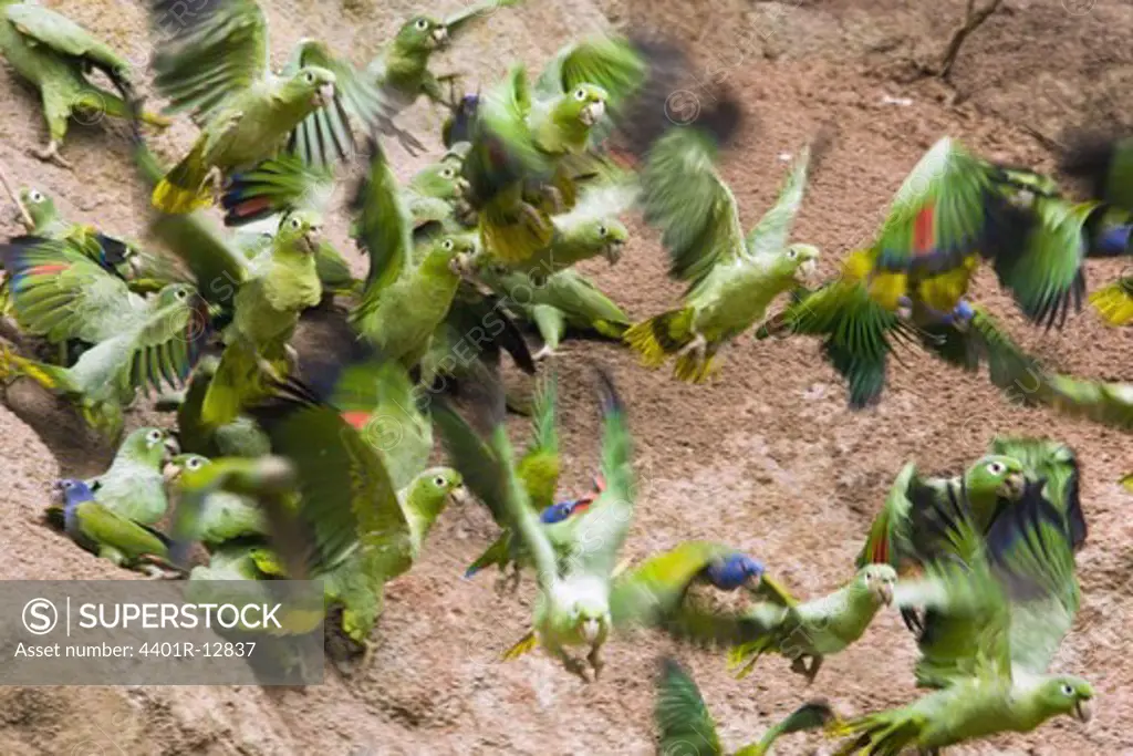 Flock of parrots flying