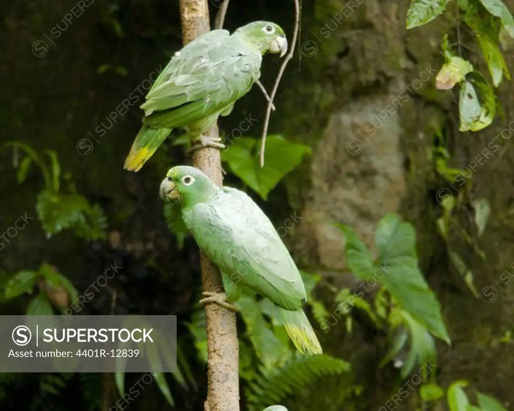 Parrots perching on branch, close-up