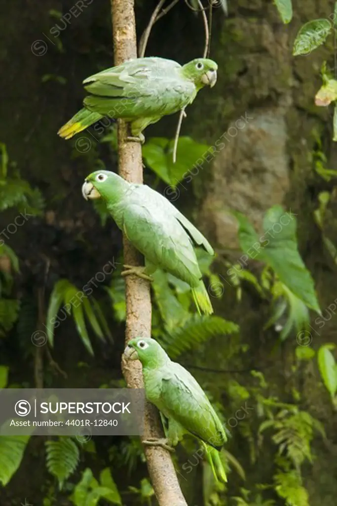 Parrots perching on branch, close-up