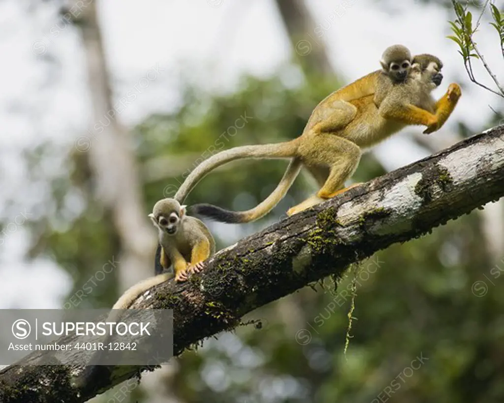 Red-backed squirrel monkeys on tree branch