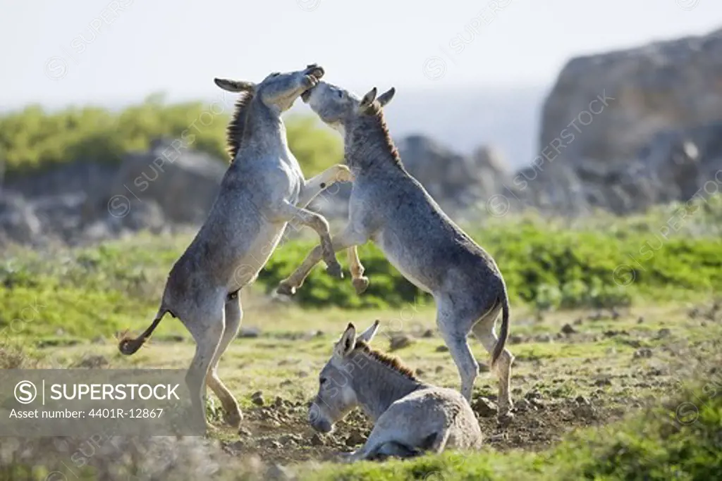 Fighting donkeys