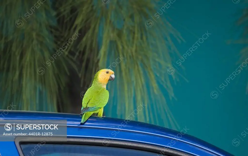 Carabbean Parakeet perching on car