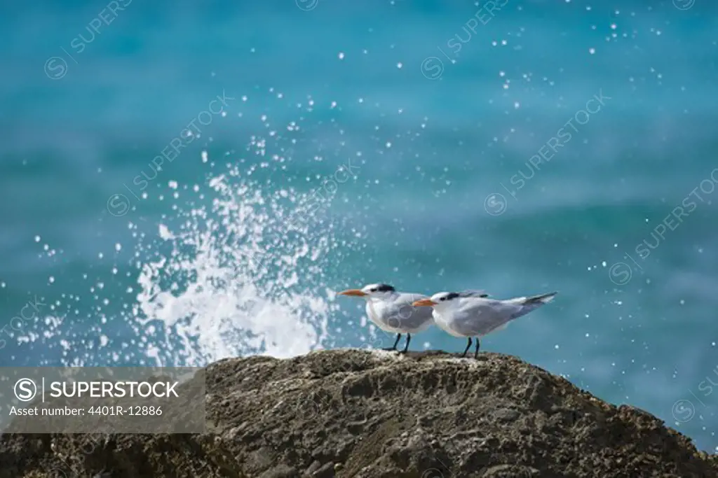 Royal tern standing on rock