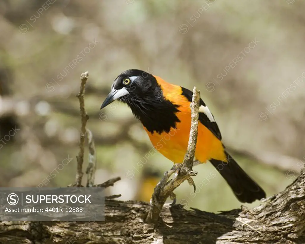 Orange-backed Trupial perching on branch, close-up