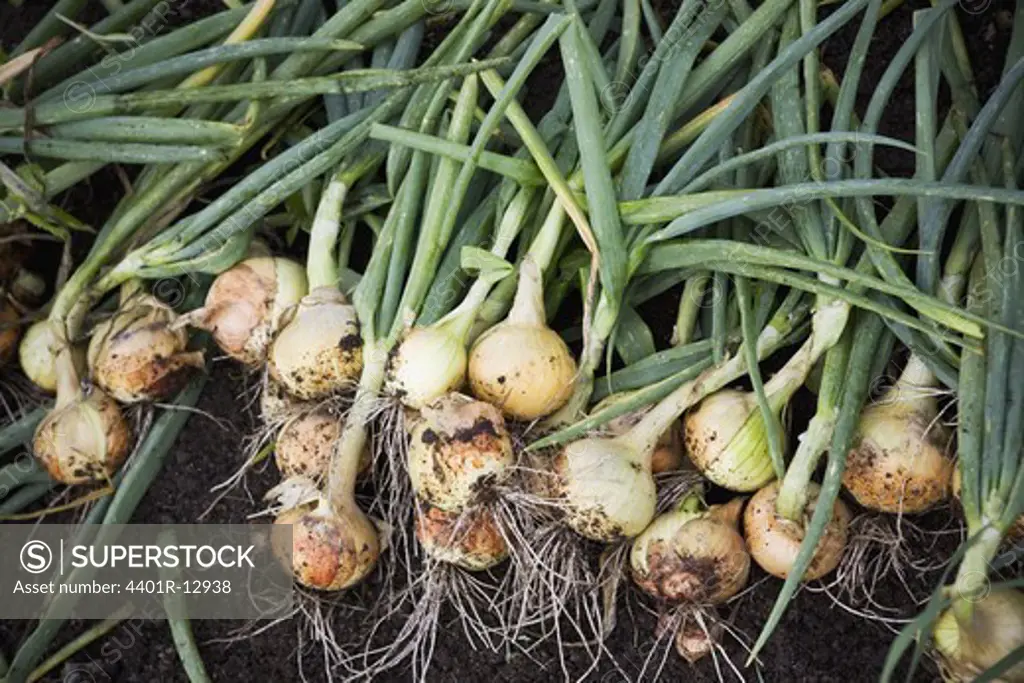 Heap of fresh spring onions