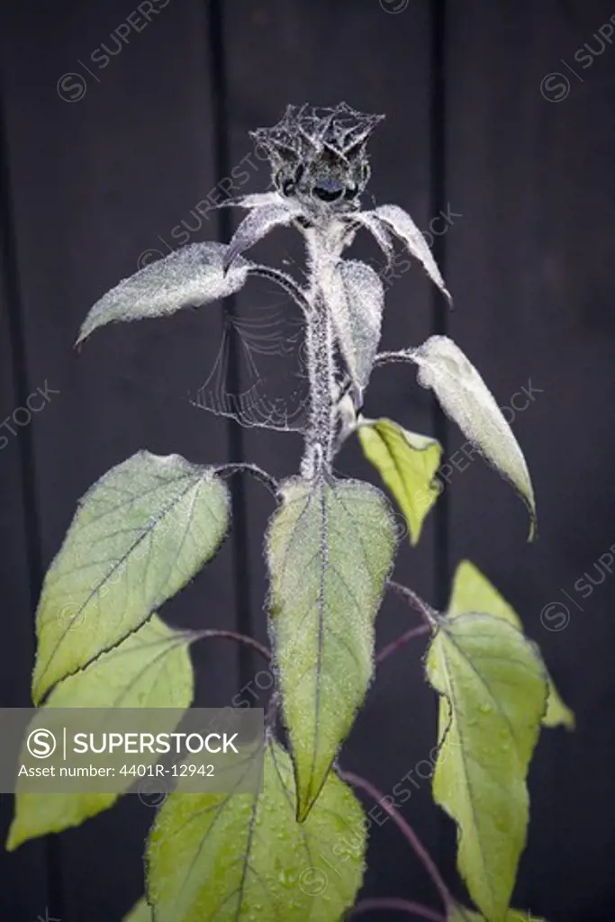 Spider web on flower