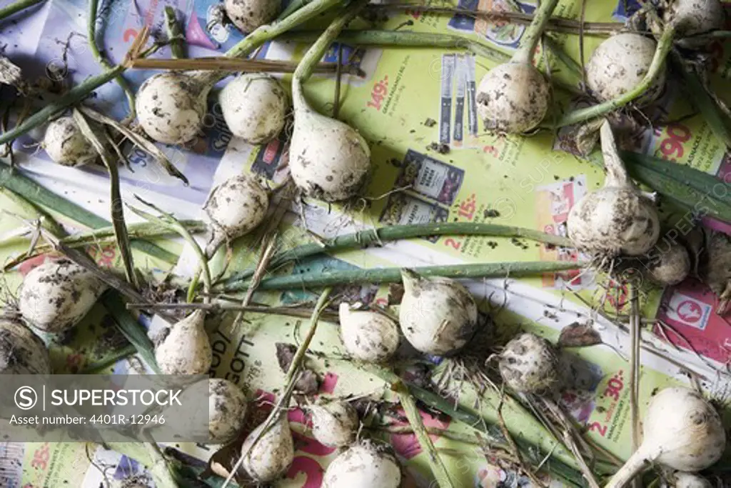 Spring onions drying on old newspapers