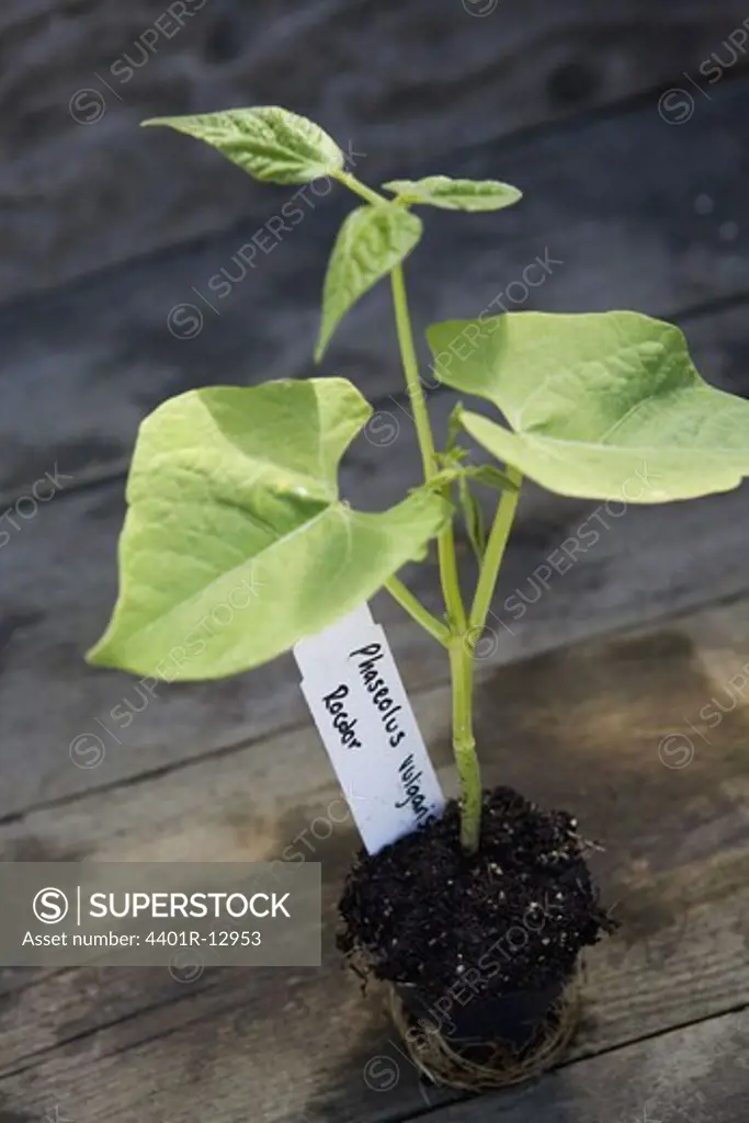 Seedling in flower pot