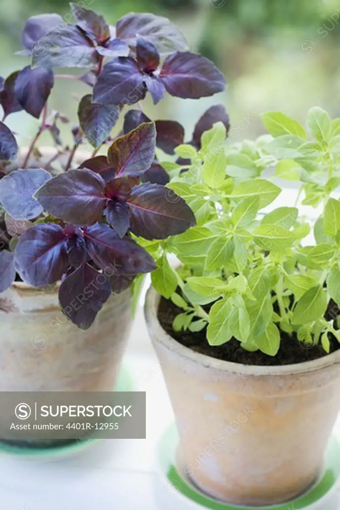 Herbs in terracotta flower pots