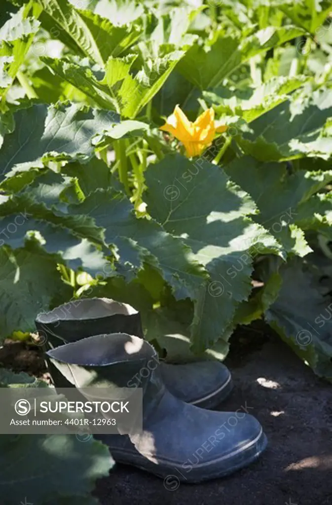 Rubber boots between zucchini plants
