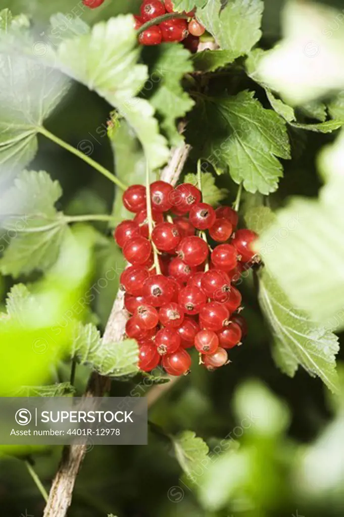 Red currant on branch
