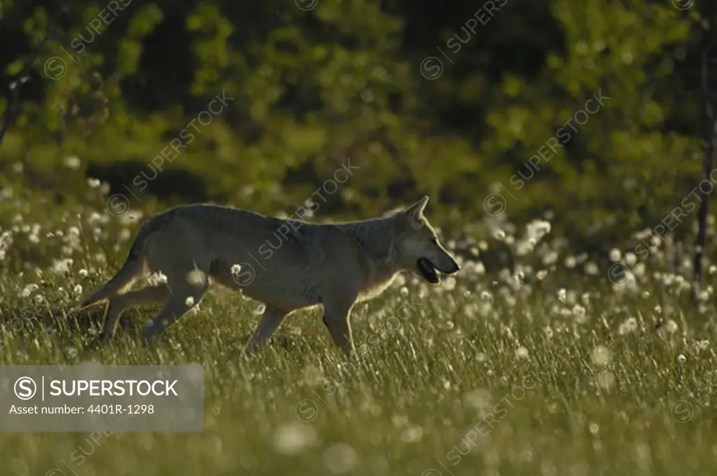 European wolf in the midnight sun, Finland.