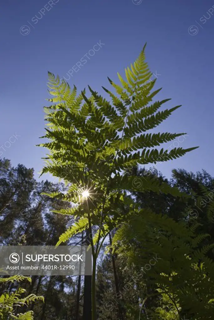 Low angle view of fern