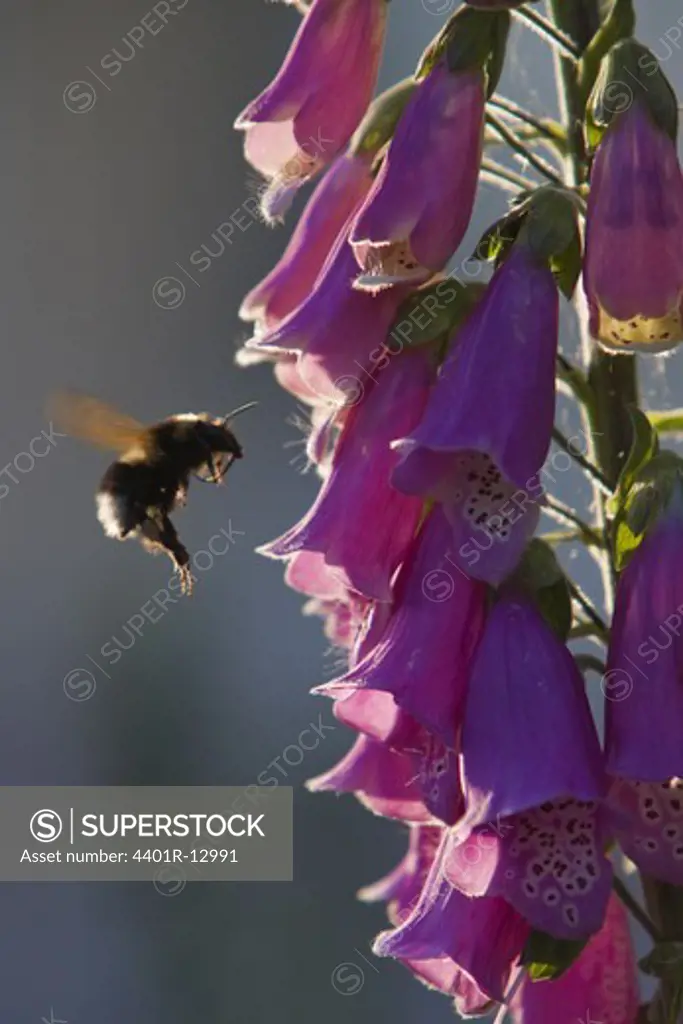 Bee near flower