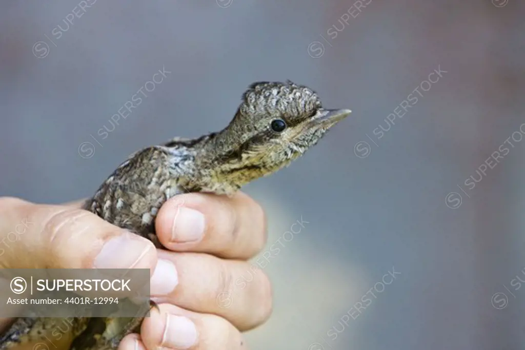 Person holding young bird