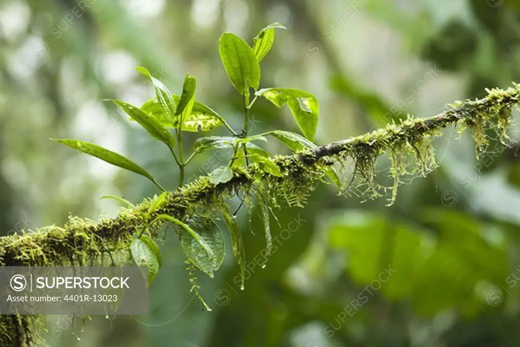 Fresh leaves growing on branch