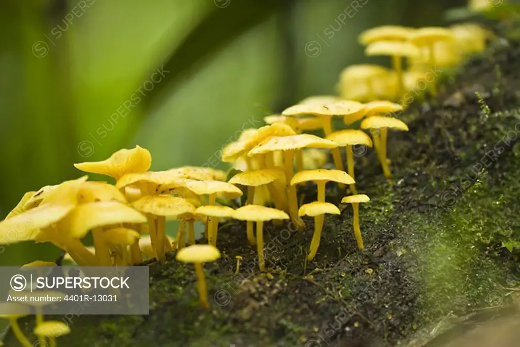 Mushroom growing on tree trunk, close-up