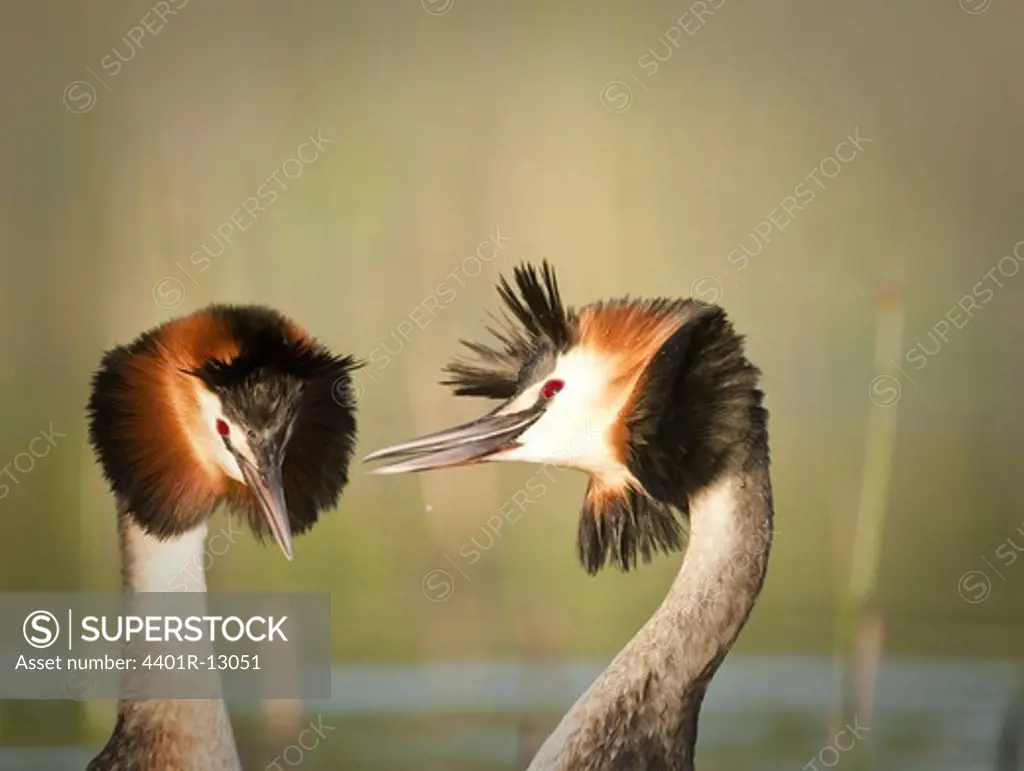 Great chested grebes, close-up