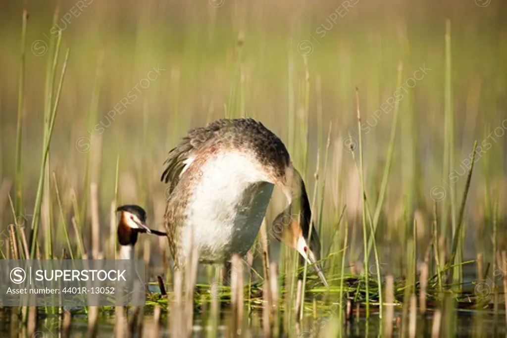 Great chested grebes in nest