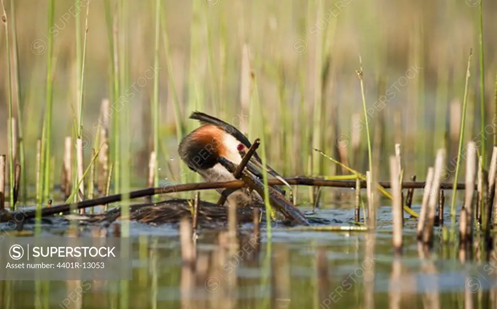 Great chested grebe