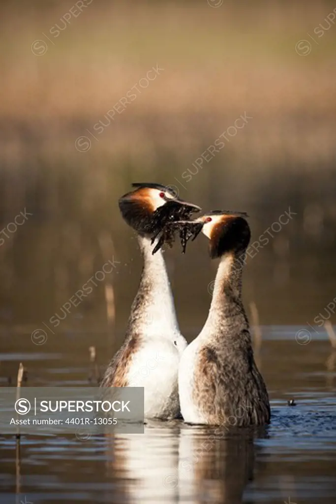 Two great chested grebes